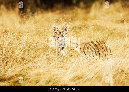 Kleiner ussuri Tiger im goldenen Gras (Panthera tigris tigris) auch Amur Tiger (Panthera tigris altaica) im Wald genannt, Junge weibliche Tiger im Stockfoto