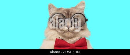 Lustige junge metis Katze sitzt und trägt eine rote Schleife Krawatte mit Brillen auf blauem Hintergrund Stockfoto