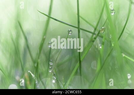 Tautropfen auf Gras, Makrofotografie Stockfoto