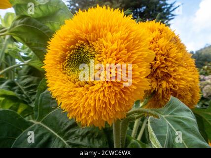 Sonnenblumen-Teddybär, eine Zwergsorte, die in einem Topfbehälter wächst Stockfoto