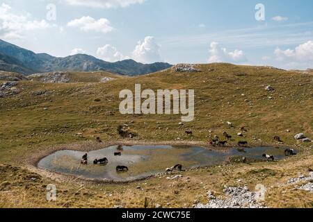 Herde von Wildpferden Trinkwasser in den Bergen See im Nationalpark Durmitor, Montenegro. Stockfoto