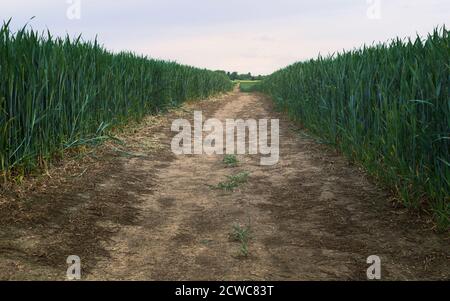 Fußpfad durch Weizenfeld unter wolkenbedecktem Himmel am Sommermorgen in ländlicher Umgebung in Beverley, Yorkshire, Großbritannien. Stockfoto