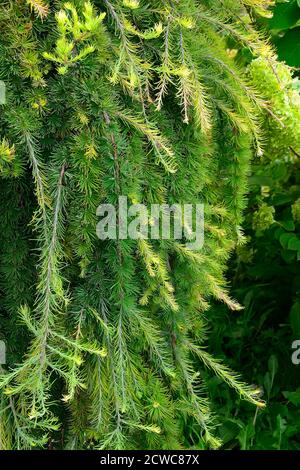 Weiche flauschige Zweige der ornamentalen Nadelbaum weinende Lärche (Larix decidua Pendua) - Nadeln Textur. Schöne dekorative Pflanze auf stam für lan Stockfoto