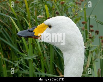 Schöner Bewick's Swan im Wachdienst Stockfoto