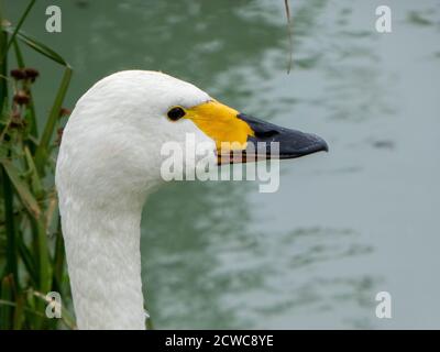 Schöner Bewick's Swan im Wachdienst Stockfoto