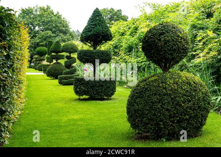 Topiary Avenue Common Eibe (Taxus baccata) lebende Architektur in einem formalen Garten. Immergrüne Sträucher & Bäume in komplizierte oder stilisierte Formen & Formen Stockfoto