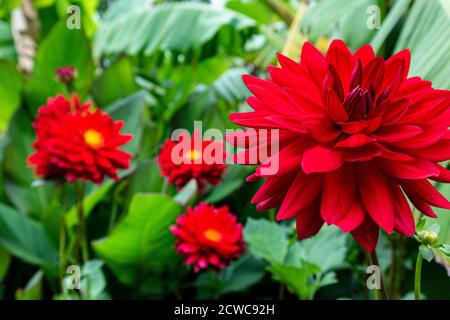 Dahlia 'Edwin's Sunset' in üppig grüner subtropischer Umgebung Stockfoto