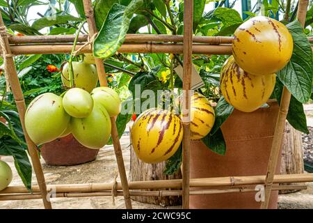 Pepino Melonen 'Solanum muricatum' Arten von immergrünen Früchten aus Südamerika für seine süße essbare Frucht angebaut. Bekannt als Pepino Dulce Stockfoto