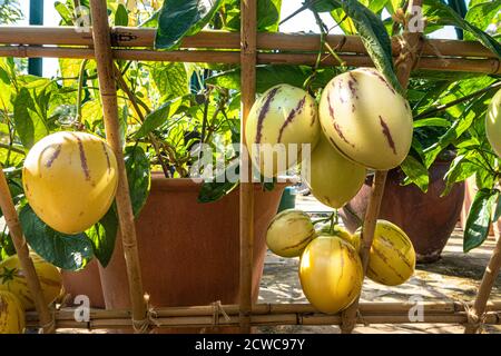 Pepino Melonen 'Solanum muricatum' Arten von immergrünen Früchten aus Südamerika für seine süße essbare Frucht angebaut. Bekannt als Pepino Dulce Stockfoto