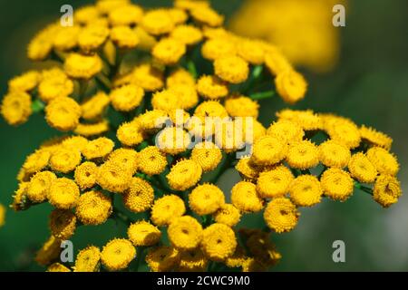 Nahaufnahme von Tansy (Tanacetum vulgare) gelben Blüten, die auf der Wiese wachsen Stockfoto