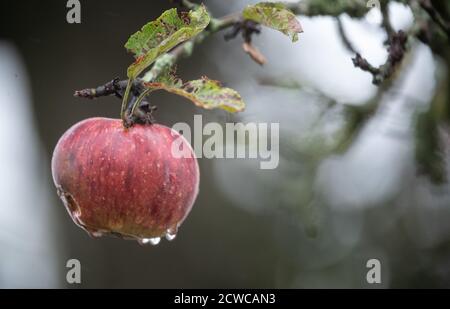 Kaisersbach, Deutschland. September 2020. Ein nasser Apfel hängt an einem Baum in einem Wiesengarten. Quelle: Sebastian Gollnow/dpa/Alamy Live News Stockfoto