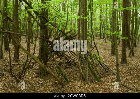 Eine Notunterkunft oder Höhle aus Zweigen in einem Laubwald im Frühjahr in Goblin Combe, North Somerset, England. Stockfoto