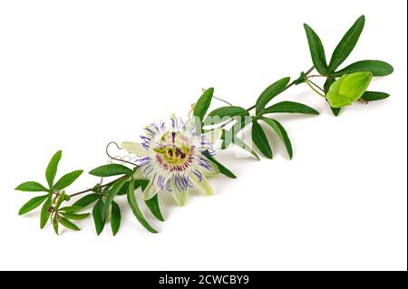 Passiflora Zweig mit Blume isoliert auf weißem Hintergrund. Stockfoto