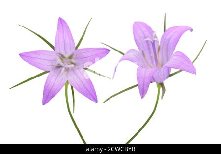 Wilde, grassige Glockenblumen (Campanula rapunculus) isoliert auf Weiß Stockfoto