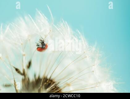 Roter Marienkäfer auf weißem Löwenzahn. Makrofoto Stockfoto
