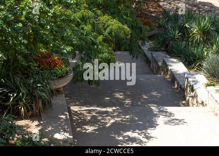 Weg im Botanischen Garten. Blätter der Lenkoran Akazie. Nikitski Botanischer Garten in Jalta. Fußgängerweg ohne Menschen. Gehen Sie durch die gree Stockfoto