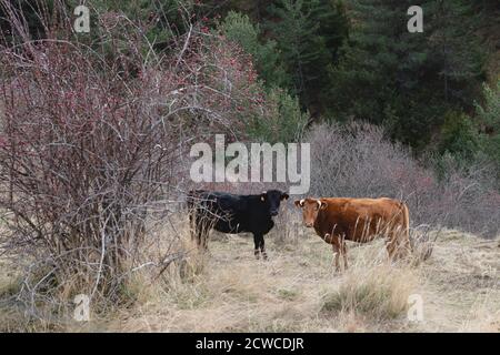 Zwei Kühe, die aus der Ferne auf die Kamera schauen. Schwarze und braune Kühe in den katalanischen pyrenäen Stockfoto