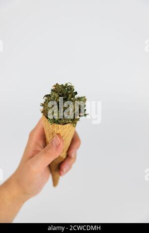 Die Hand der Frau hält einen Eiskegel voller Marihuana-Knospen, getrocknete Marihuana-Blüten. Isoliert auf weißem Hintergrund. Süße sucht Stockfoto