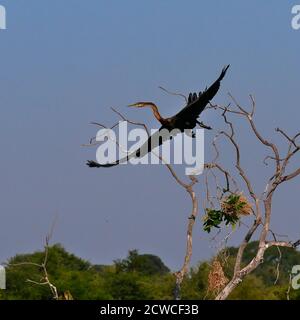 Afrikanischer Darter (Anhinga rufa, Schlangenvogel) mit schwarzem Gefieder, der von einem toten Baum abhebt, an dem Nester am Ufer des Okavango-Flusses, Namibia, hängen. Stockfoto