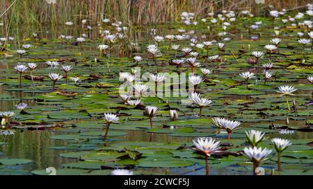 Bündel von weißen blühenden Seerosen (Nymphaeaceae) mit runden grünen Blättern schwimmt auf dem Wasser des Kwando Flusses im Bwabwata Nationalpark, Namibia. Stockfoto