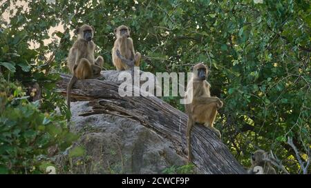 Gruppe von drei neugierigen vervet Affen (Chlorocebus pygerythrus) sitzen auf Ast und Felsen beobachten die Szene auf Safari im Bwabwata Nationalpark. Stockfoto