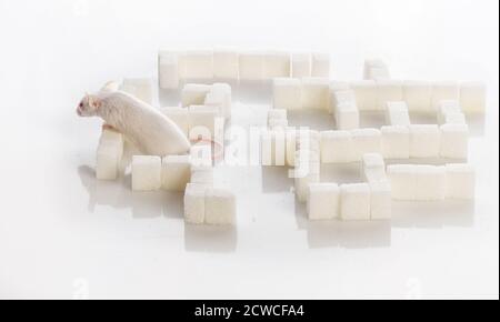 Weiße Labormaus in einem Labyrinth von Zuckerwürfeln, Diabetes-Konzept Stockfoto
