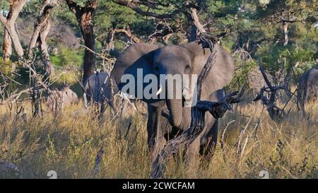 Vorderansicht des neugierigen afrikanischen Elefanten (loxodonta) mit Elfenbeinzähnen im Busch mit toten Bäumen auf Safari im Bwabwata Nationalpark, Caprivi, Namibia. Stockfoto