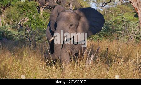 Vorderansicht eines wütenden afrikanischen Elefanten (loxodonta) mit Elfenbeinzähnen, die im Busch den Kopf schütteln, auf einer Safari im Bwabwata National Park, Caprivi, Namibia. Stockfoto