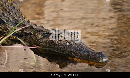 Nahaufnahme des Kopfes eines gefährlich aussehenden jungen nilkrokodils (Crocodylus niloticus) mit großen Zähnen, die am Ufer des Kwando-Flusses schwimmen. Stockfoto