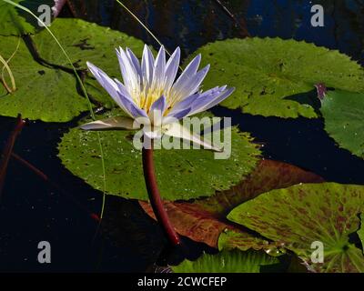 Nahaufnahme der weißen blühenden Seerose (Nymphaeaceae) mit runden grünen Blättern, die auf dem Wasser des Kwando Flusses im Bwabwata Nationalpark schweben. Stockfoto