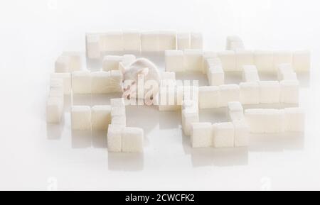Weiße Labormaus in einem Labyrinth von Zuckerwürfeln, Diabetes-Konzept Stockfoto