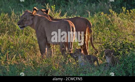 Zwei weibliche Löwen (panthera leo melanochaita) bewachen ihre drei neugierigen Jungen im Buschland des Chobe National Park, Kasane, Botswana. Stockfoto