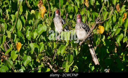 Lustiges Bild von zwei synchron aussehenden südlichen Rotschnabelvögeln (tockus rufirostris) mit strengem Blick in einem Baum sitzend, Botswana. Stockfoto