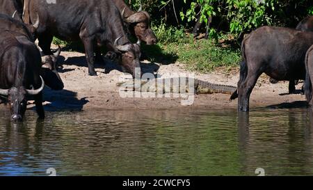 Konfrontation von afrikanischen Büffeln (Kapbüffel, syncerus Caffer) und gefährlichem nilkrokodil (Crocodylus niloticus) am Wasserloch. Stockfoto