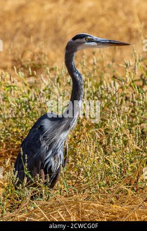 Blaureiher (Ardea herodias) Nahrungssuche im Merced National Wildlife Refugium in Das Central Valley von Kalifornien USA Stockfoto