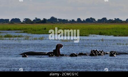 Gruppe von Flusspferden (Flusspferde, Flusspferde amphibius), die sich im Wasser entspannen, eines mit weit geöffnetem Mund und sichtbaren Zähnen, am Chobe-Fluss. Stockfoto