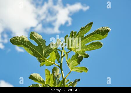 Die grünen Blätter des Feigenbaumes im Sommer Stockfoto