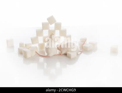 Zwei weiße Labormäuse in der Nähe der Pyramide von Zuckerwürfeln, Diabetes-Konzept Stockfoto