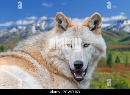 Nordwest Wolf / Mackenzie Valley Wolf (Canis lupus occidentalis) Unterart des Grauwolf aus dem westlichen Nordamerika, Kanada und Alaska Stockfoto