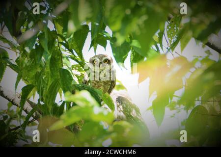 Vogel - Gefleckter Ewens auf dem Ast Stockfoto