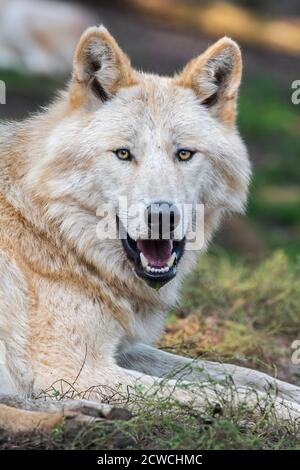 Nordwest Wolf / Mackenzie Valley Wolf (Canis lupus occidentalis) Unterart des Grauwolf aus dem westlichen Nordamerika, Kanada und Alaska Stockfoto