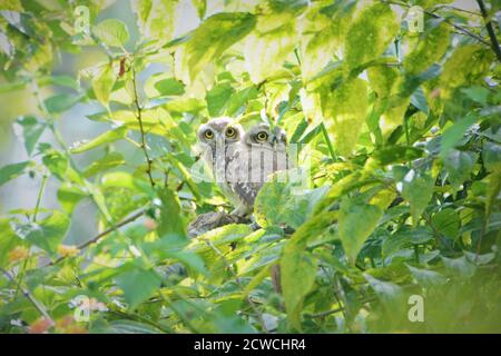 Vogel - Gefleckter Ewens auf dem Ast Stockfoto