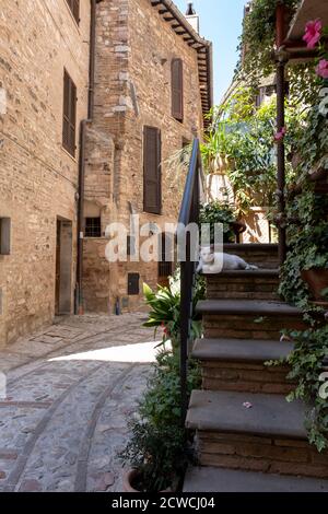 Eine weiße Katze in einer Gasse in einem typischen mittelalterlichen Italienisches Dorf an einem Sommertag Stockfoto