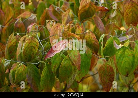 Nahaufnahme von Dogwood-Blättern, die im Herbst ihre Farbe ändern, Vancouver, British Columbia, Kanada Stockfoto