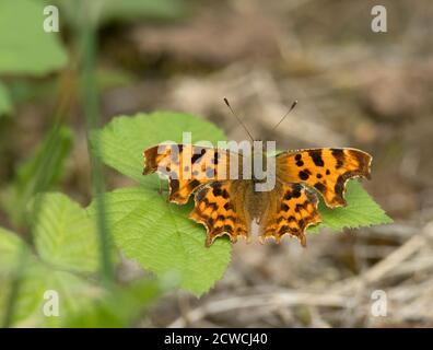 Komma, Polygonia c-Album, Single adult ruht auf Brambleaf. Worcestershire, Großbritannien. Stockfoto