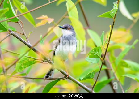 Vogel - Graureiher prinia auf grüner Pflanze Stockfoto