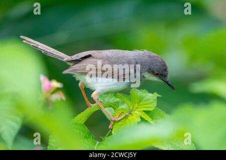 Vogel - Graureiher prinia auf grüner Pflanze Stockfoto