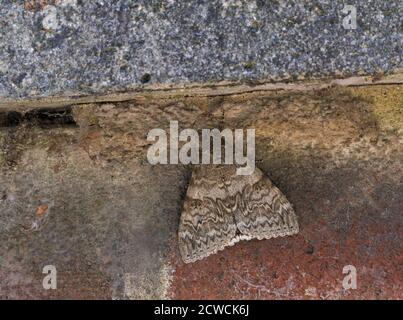 Rote Unterflügler Moth, Catocala nupta, alleinstehend auf der Wand, Essex, Großbritannien. Stockfoto