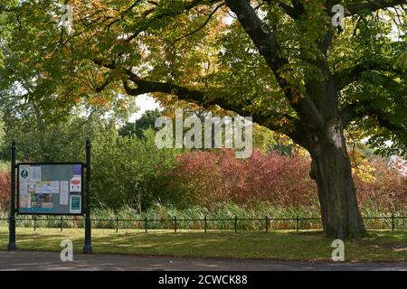 Herbstfarben und Baum in Clissell Park, North London UK, Ende September Stockfoto