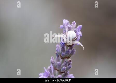 Pale Crab Spider, Misumena vatia, auf Lavendel, Essex, Großbritannien. Stockfoto